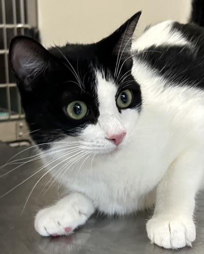 Enlarge Mushu, a ADOPTABLE Domestic Short Hair in Ontario, NY image 1/1