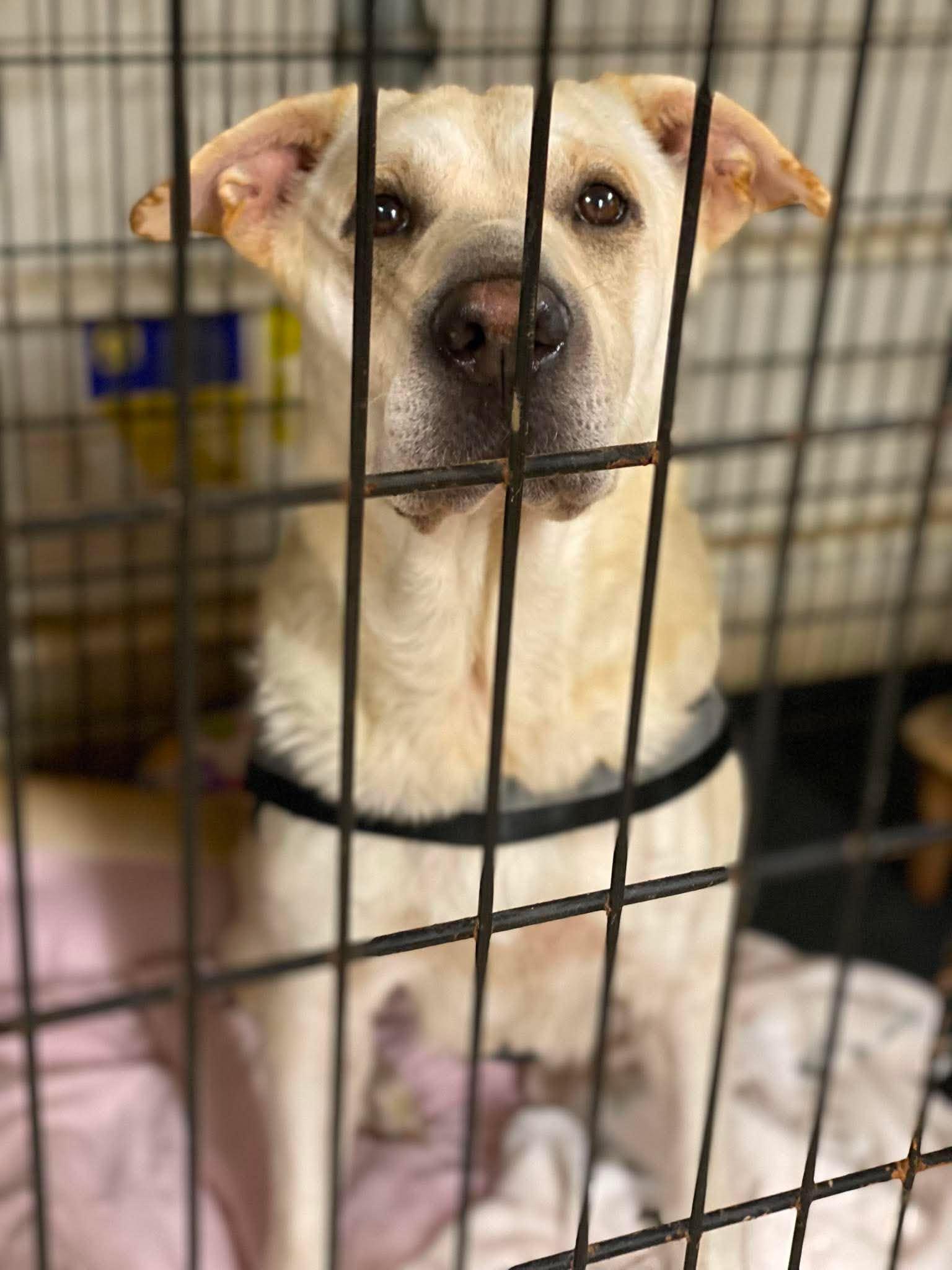 Enlarge Bella, a Adoptable mixed breed in Lewistown, PA image 1/3