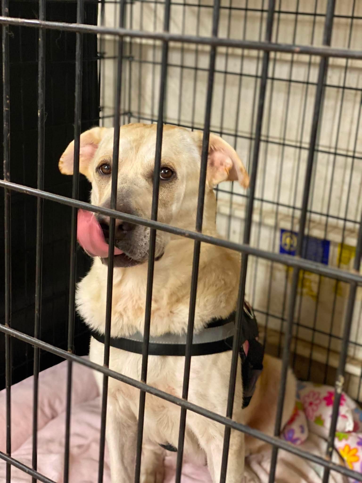 Enlarge Bella, a Adoptable mixed breed in Lewistown, PA image 2/3