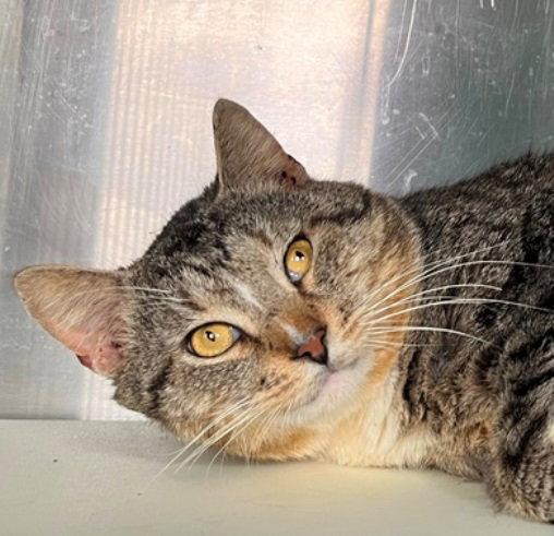 Enlarge Uncle, a Adoptable Tabby in Carrollton, GA image 1/3