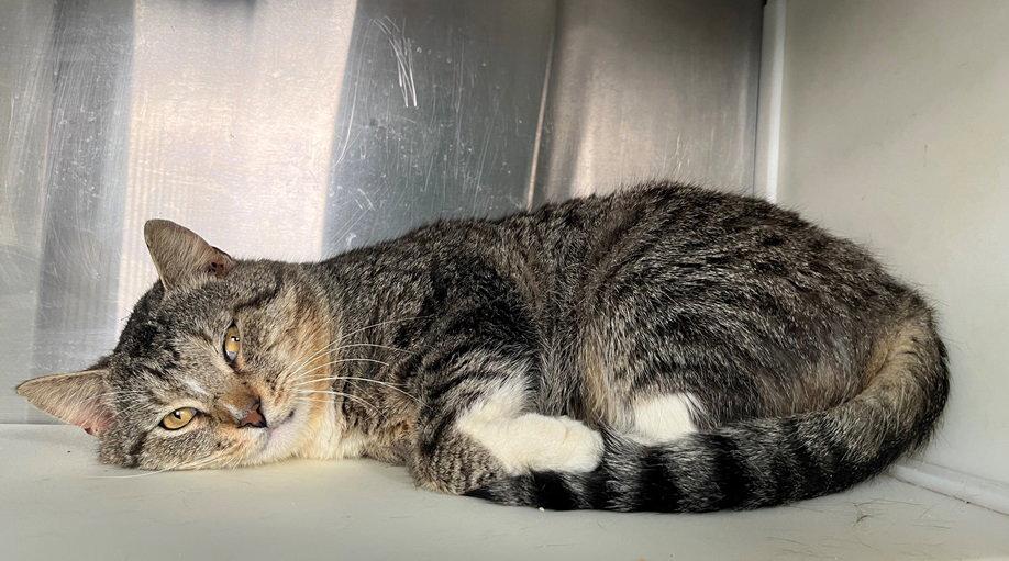 Enlarge Uncle, a Adoptable Tabby in Carrollton, GA image 2/3