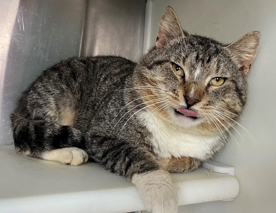 Enlarge Uncle, a Adoptable Tabby in Carrollton, GA image 3/3