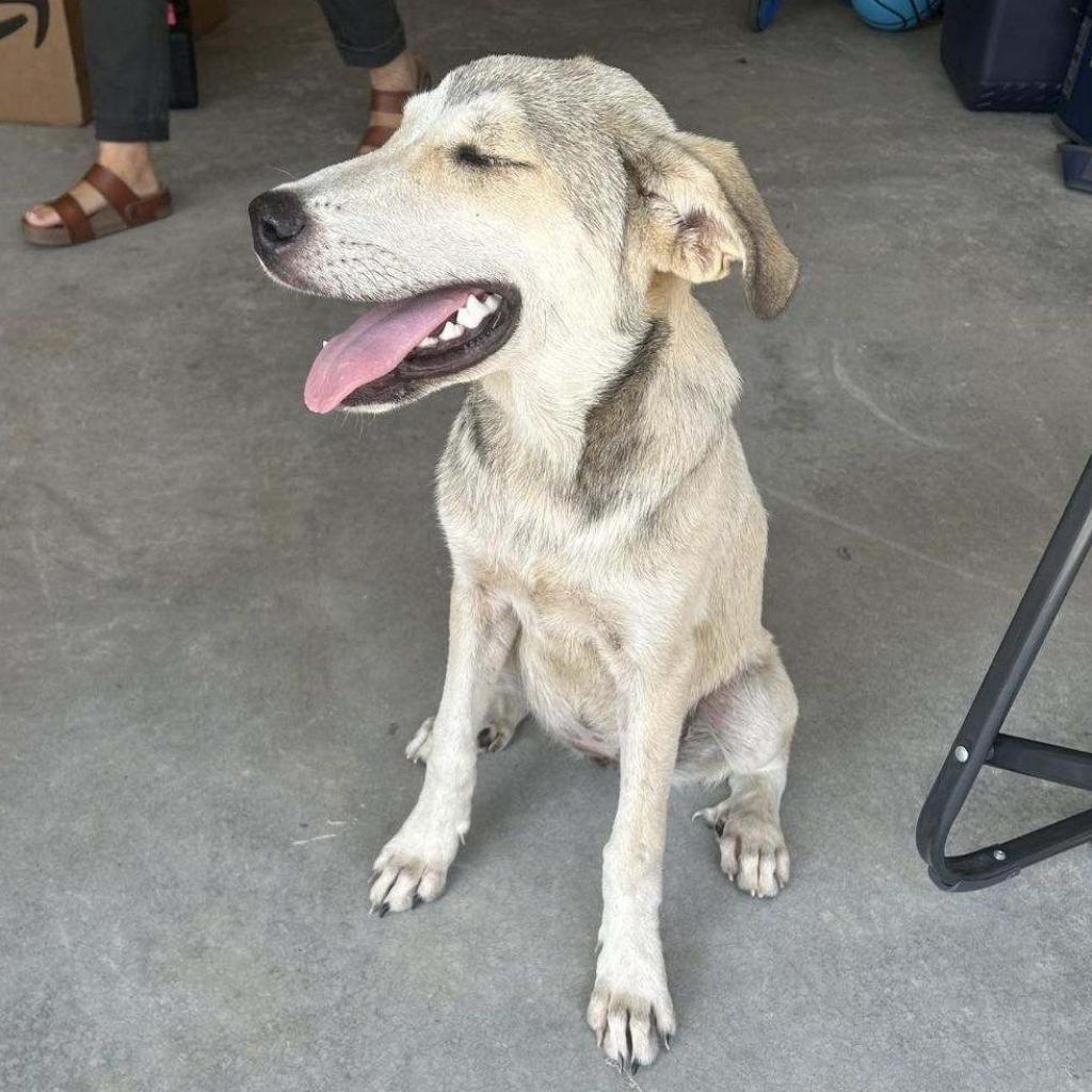 Dog for adoption Happy/Camille MI, a Great Pyrenees Mix in Ferndale