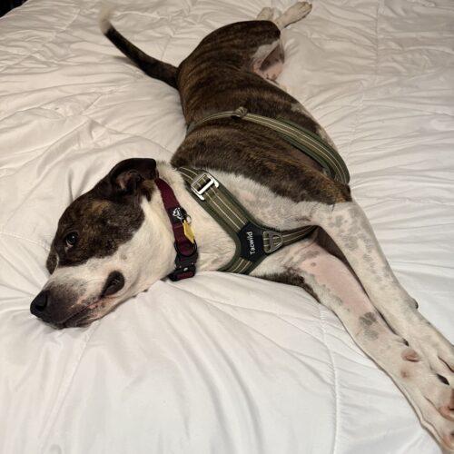 Stark, Adoptable, Young Male Pit Bull Terrier & Mixed Breed.