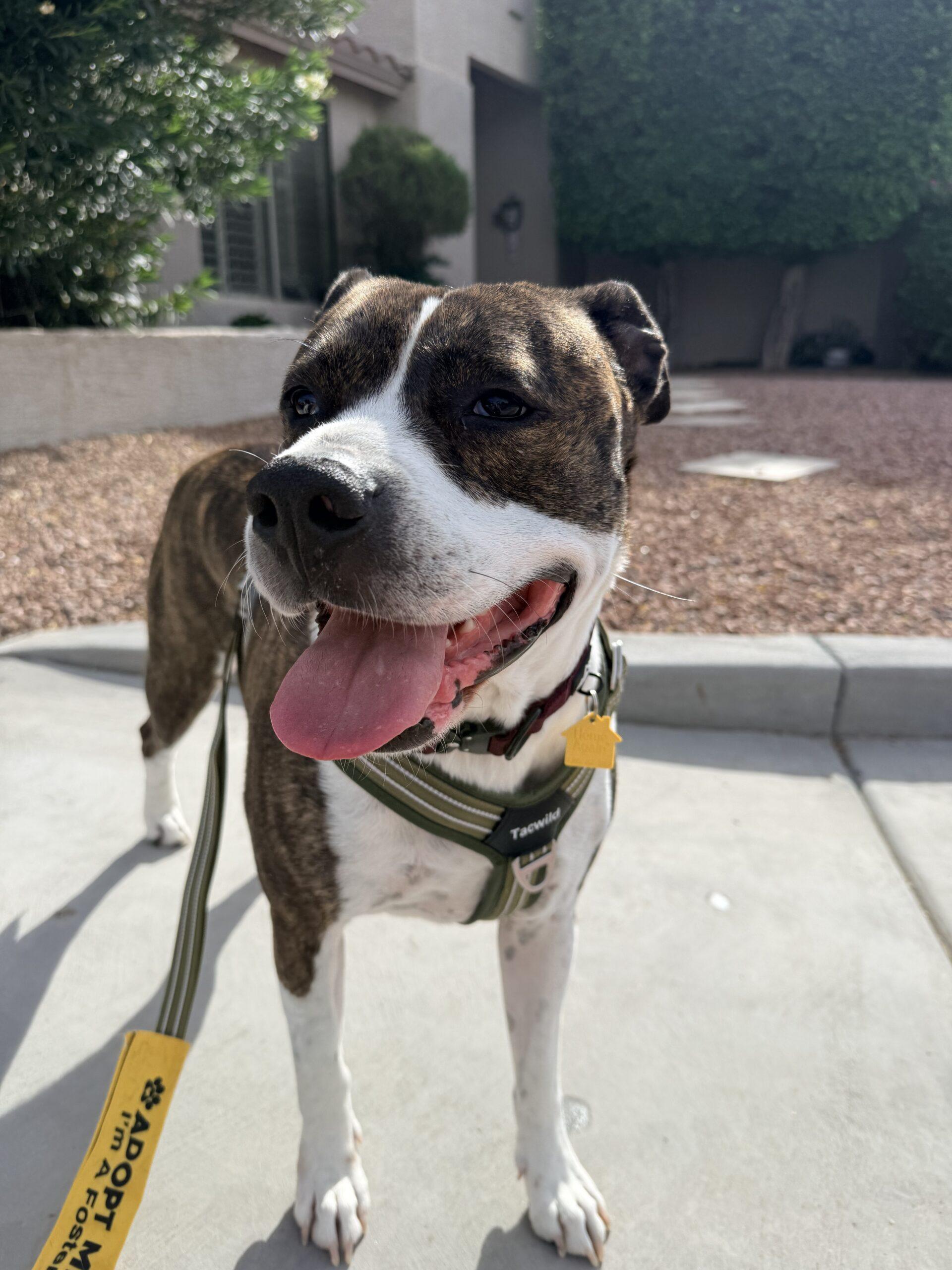 Stark, a Adoptable mixed breed in Glendale, AZ image 2/5