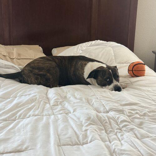 Enlarge Stark, a Adoptable mixed breed in Glendale, AZ image 3/5