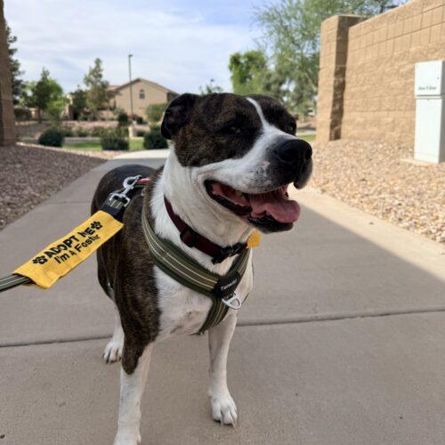 Enlarge Stark, a Adoptable mixed breed in Glendale, AZ image 4/5
