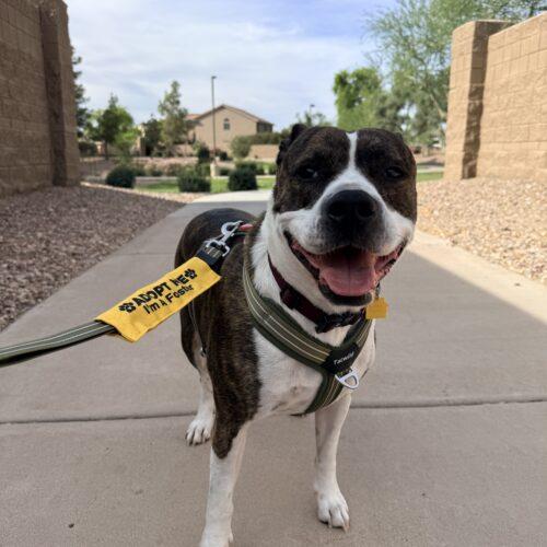 Enlarge Stark, a Adoptable mixed breed in Glendale, AZ image 5/5