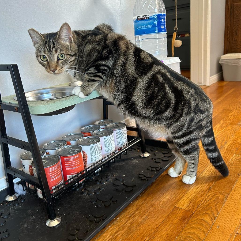 Enlarge Mulan, a Adoptable Domestic Short Hair in Long Beach, CA image 1/1