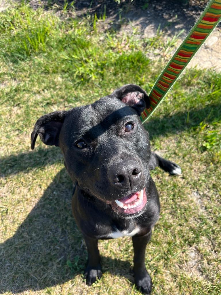 The Gambler, a Adoptable mixed breed in Auburn, IN image 1/5