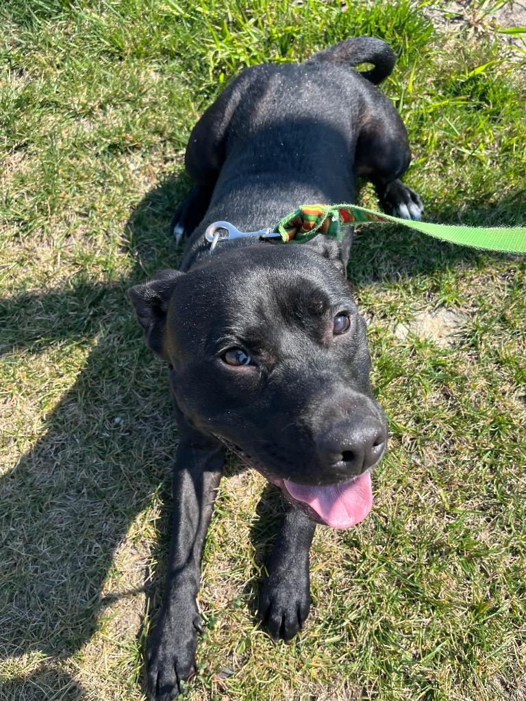 Enlarge The Gambler, a Adopted mixed breed in Auburn, IN image 1/5