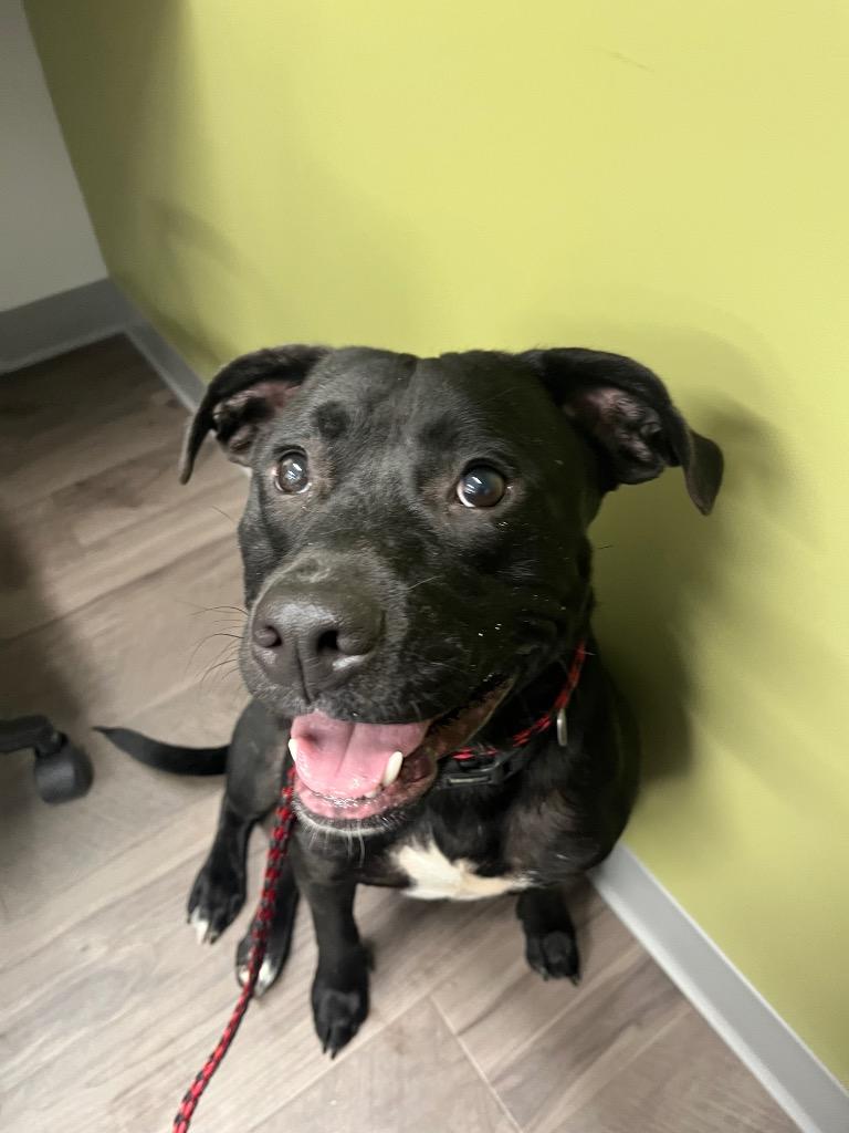 The Gambler, a Adoptable mixed breed in Auburn, IN image 2/5