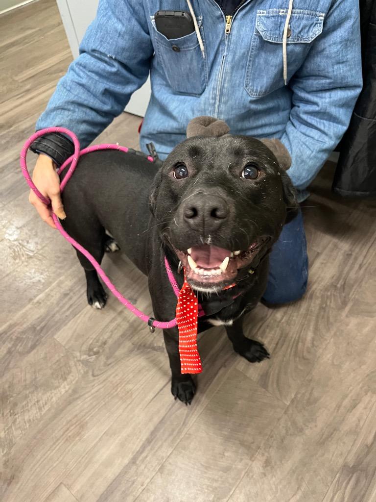 Enlarge The Gambler, a Adopted mixed breed in Auburn, IN image 3/5