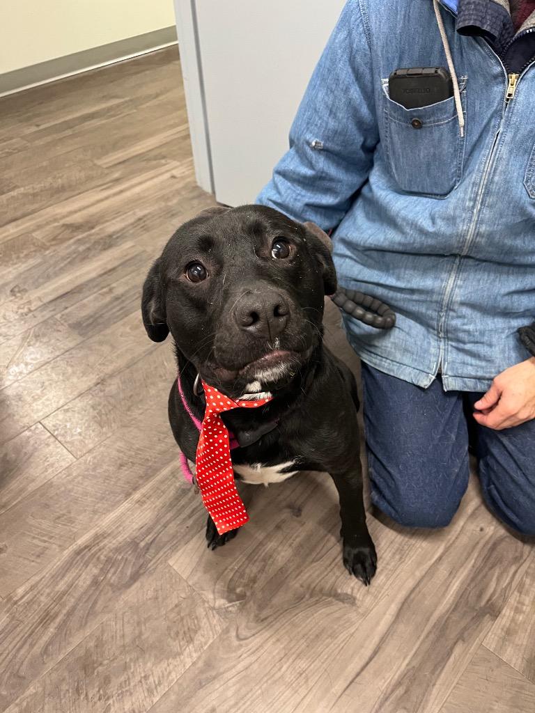 Enlarge The Gambler, a Adopted mixed breed in Auburn, IN image 4/5