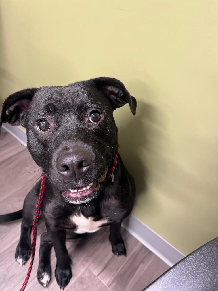 The Gambler, a Adoptable mixed breed in Auburn, IN image 5/5