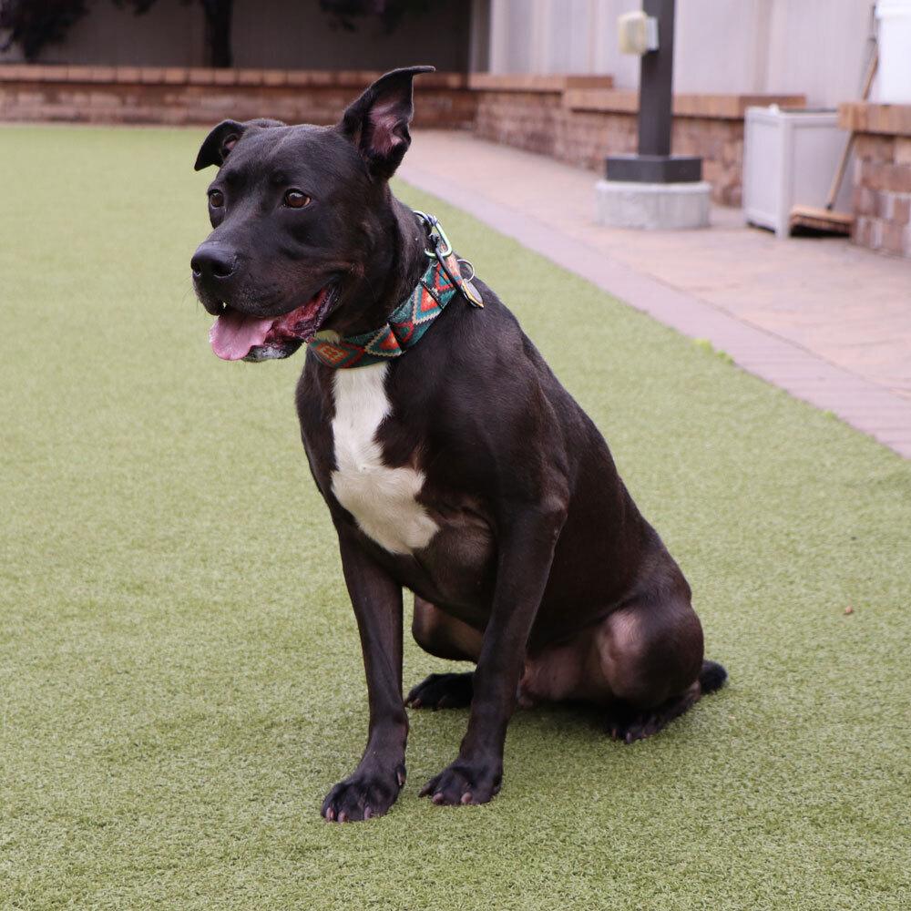 Lincoln, a Adoptable mixed breed in Port Washington, NY image 1/3