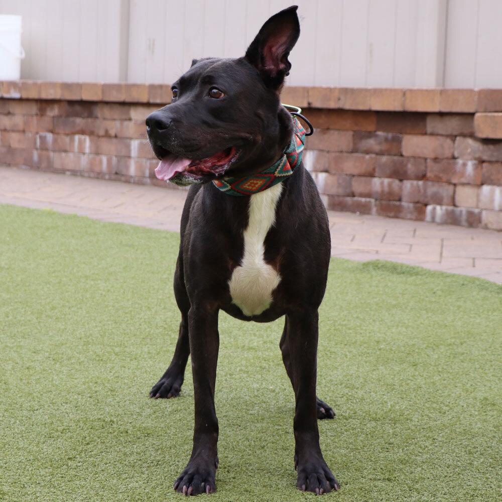 Lincoln, a Adoptable mixed breed in Port Washington, NY image 2/3