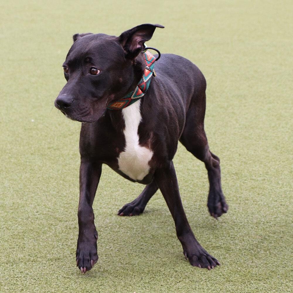 Lincoln, a Adoptable mixed breed in Port Washington, NY image 3/3