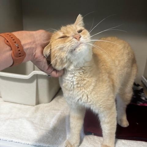 Enlarge Goliath, a Adoptable Domestic Medium Hair in Hutchinson, MN image 2/3