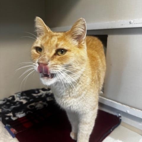 Enlarge Goliath, a Adoptable Domestic Medium Hair in Hutchinson, MN image 3/3