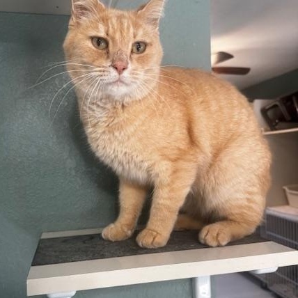 Enlarge Goliath, a Adoptable Domestic Medium Hair in Hutchinson, MN image 1/3