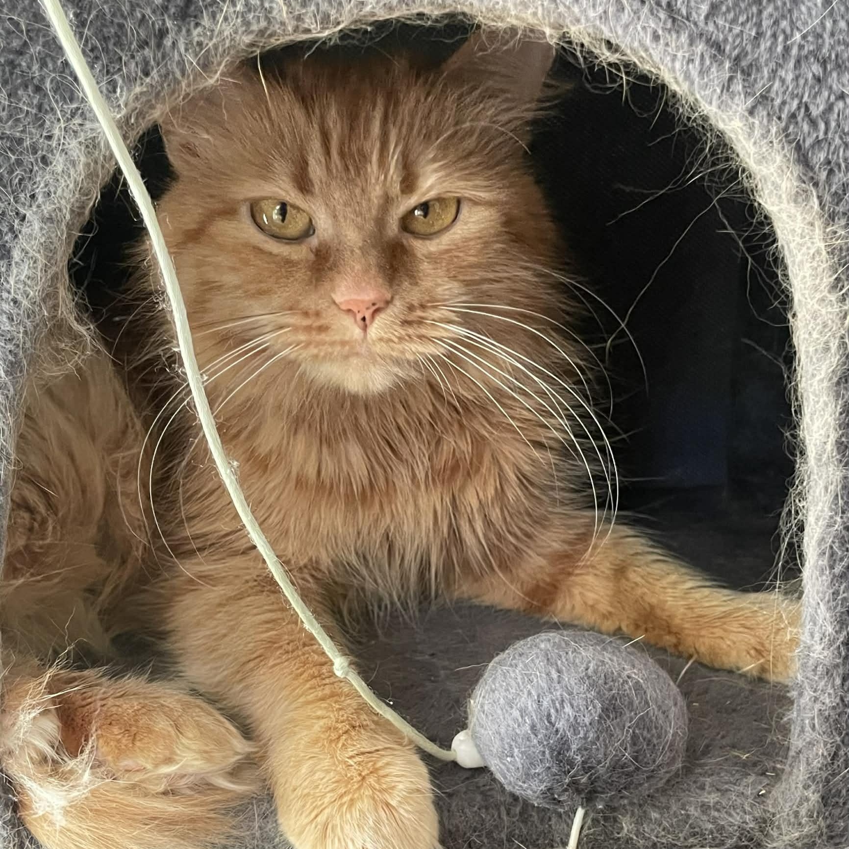 Whiskers, adopted, Adult Female Domestic Long Hair.