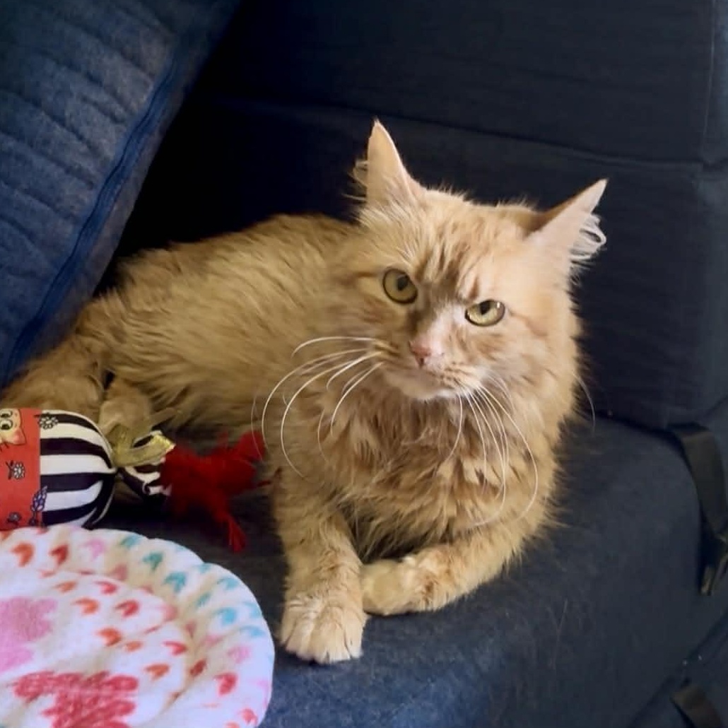 Enlarge Whiskers, an adopted Domestic Long Hair in Jacksonville, AR image 2/2