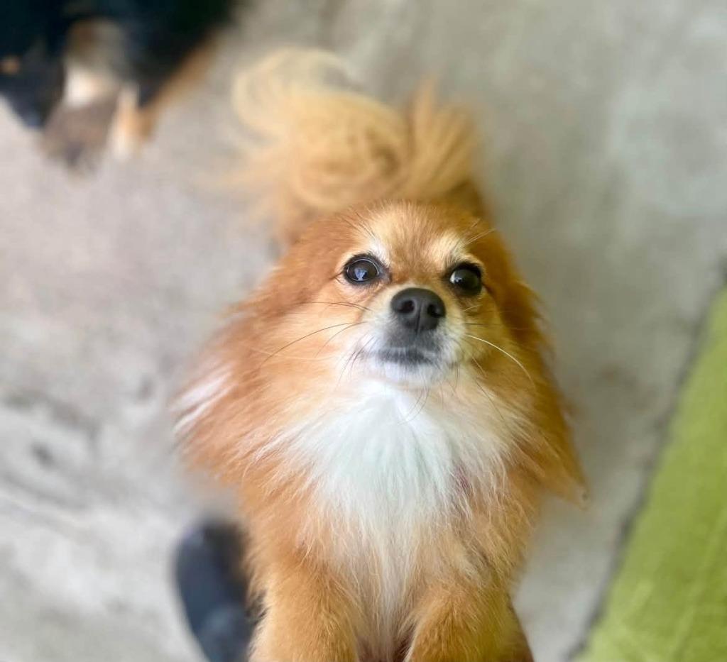 Bear, Adoptable, Adult Male Pomeranian.
