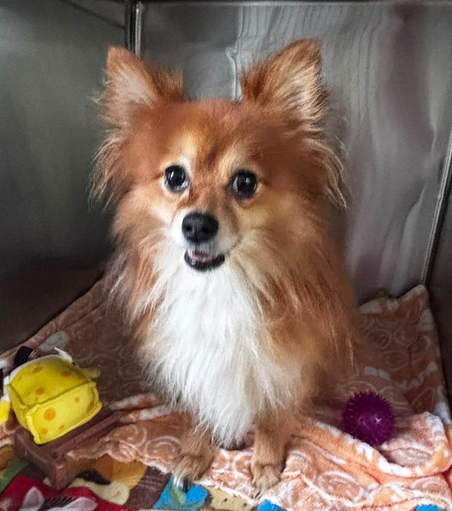 Enlarge Bear, a Adoptable Pomeranian in Warren, MI image 2/5