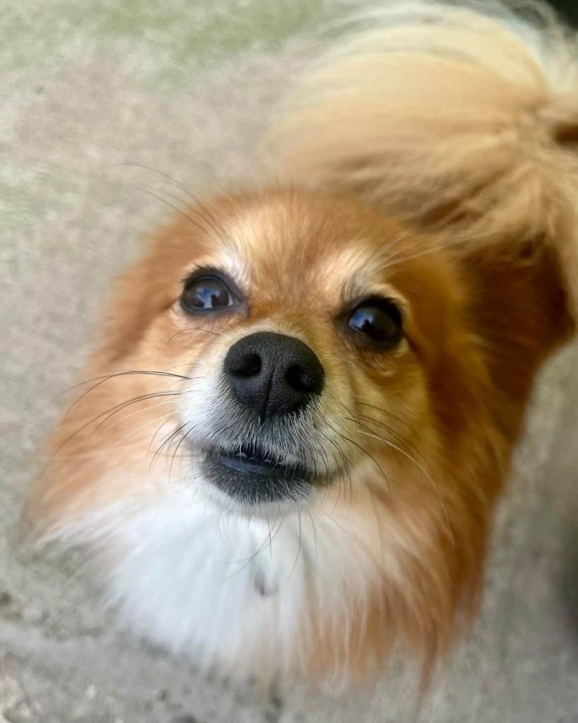 Enlarge Bear, a Adoptable Pomeranian in Warren, MI image 3/5