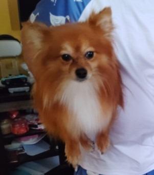 Enlarge Bear, a Adoptable Pomeranian in Warren, MI image 4/5