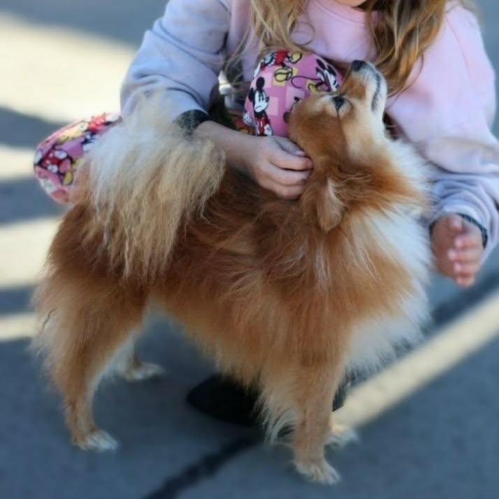 Enlarge Bear, a Adoptable Pomeranian in Warren, MI image 5/5