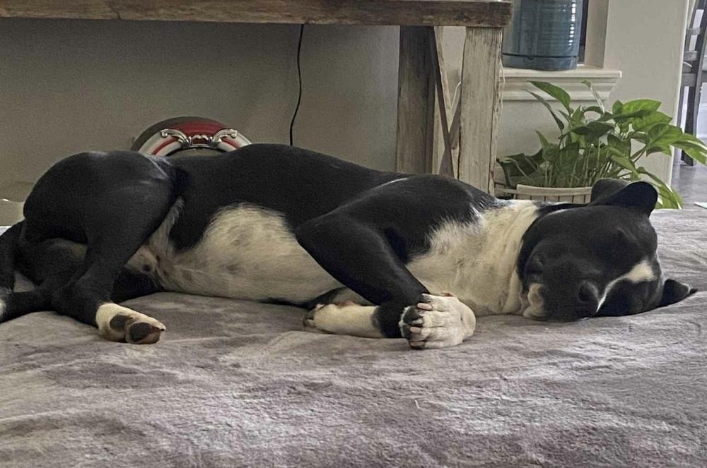 CLYDE, Adoptable, Young Male American Staffordshire Terrier.