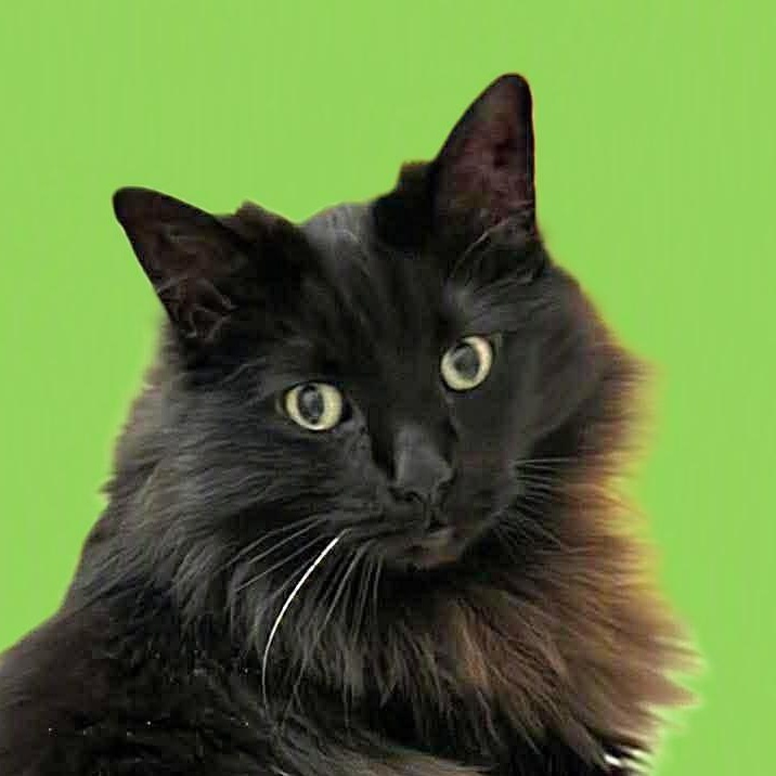 Rosa, ADOPTABLE, Senior Female Domestic Long Hair & Maine Coon.
