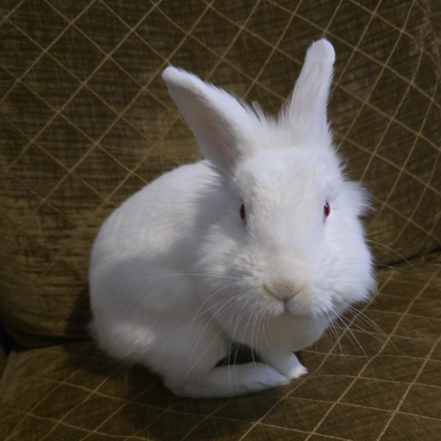 Parsley photo 2