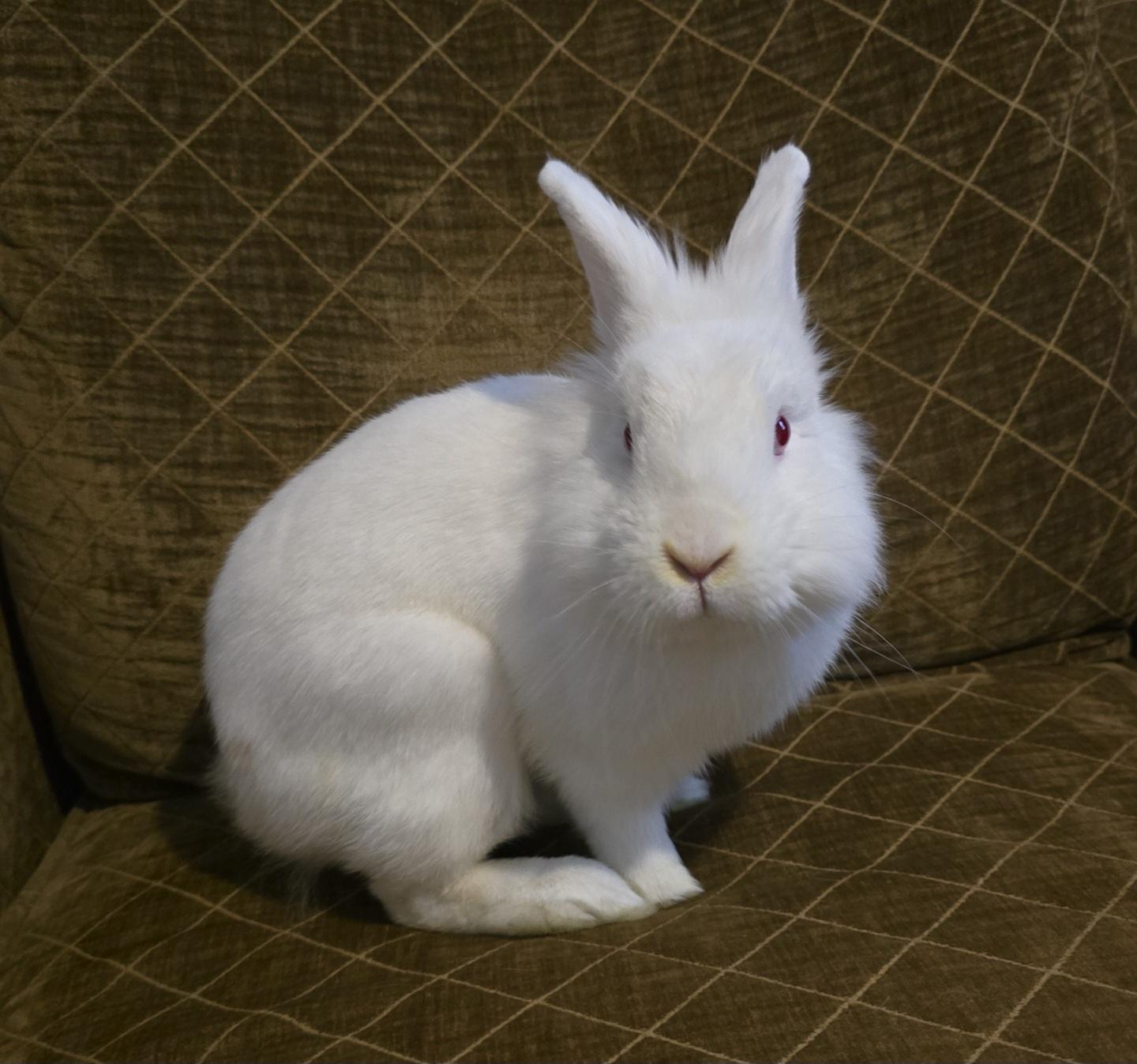 Parsley