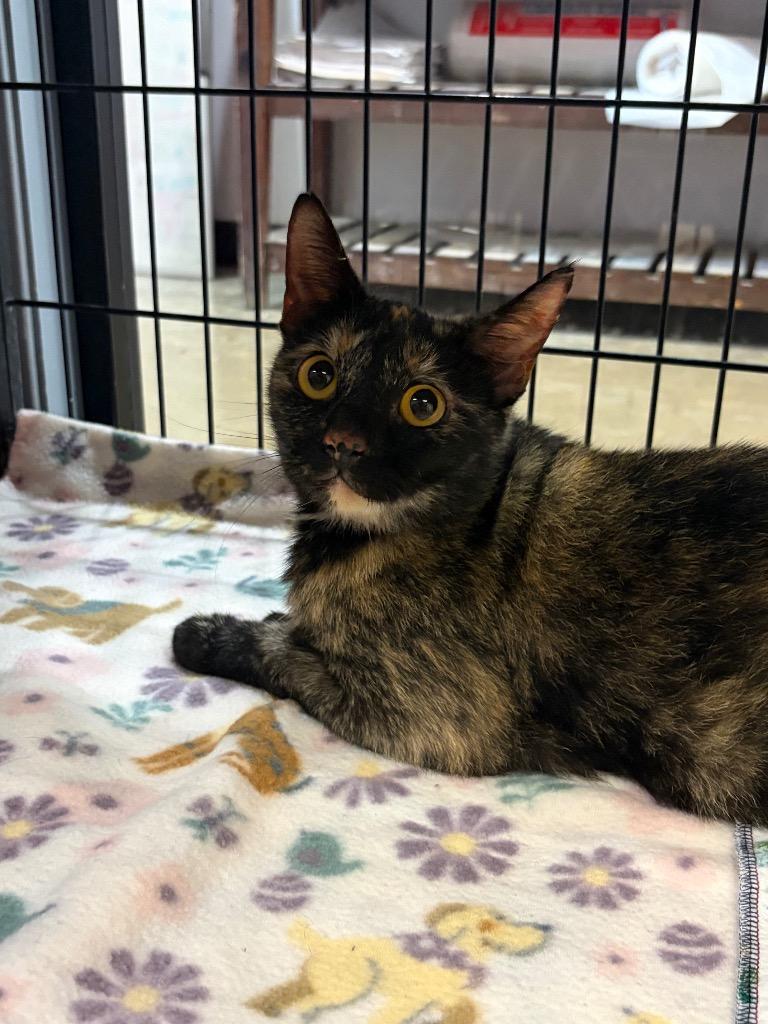 Enlarge Cornbread, a Adoptable Tortoiseshell in Lockhart, TX image 1/1