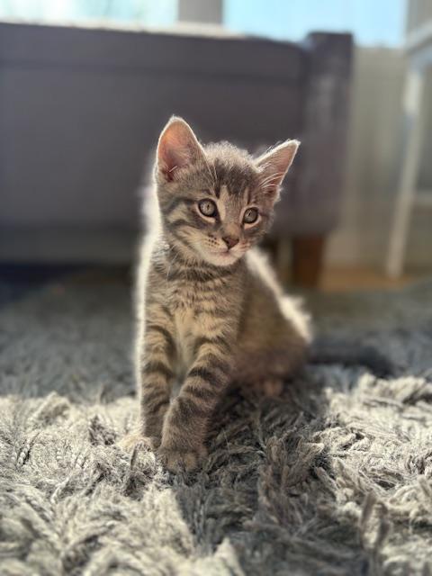 Tiger, an adoptable Domestic Short Hair in Morden, MB, R6M 1Y4 | Photo Image 2