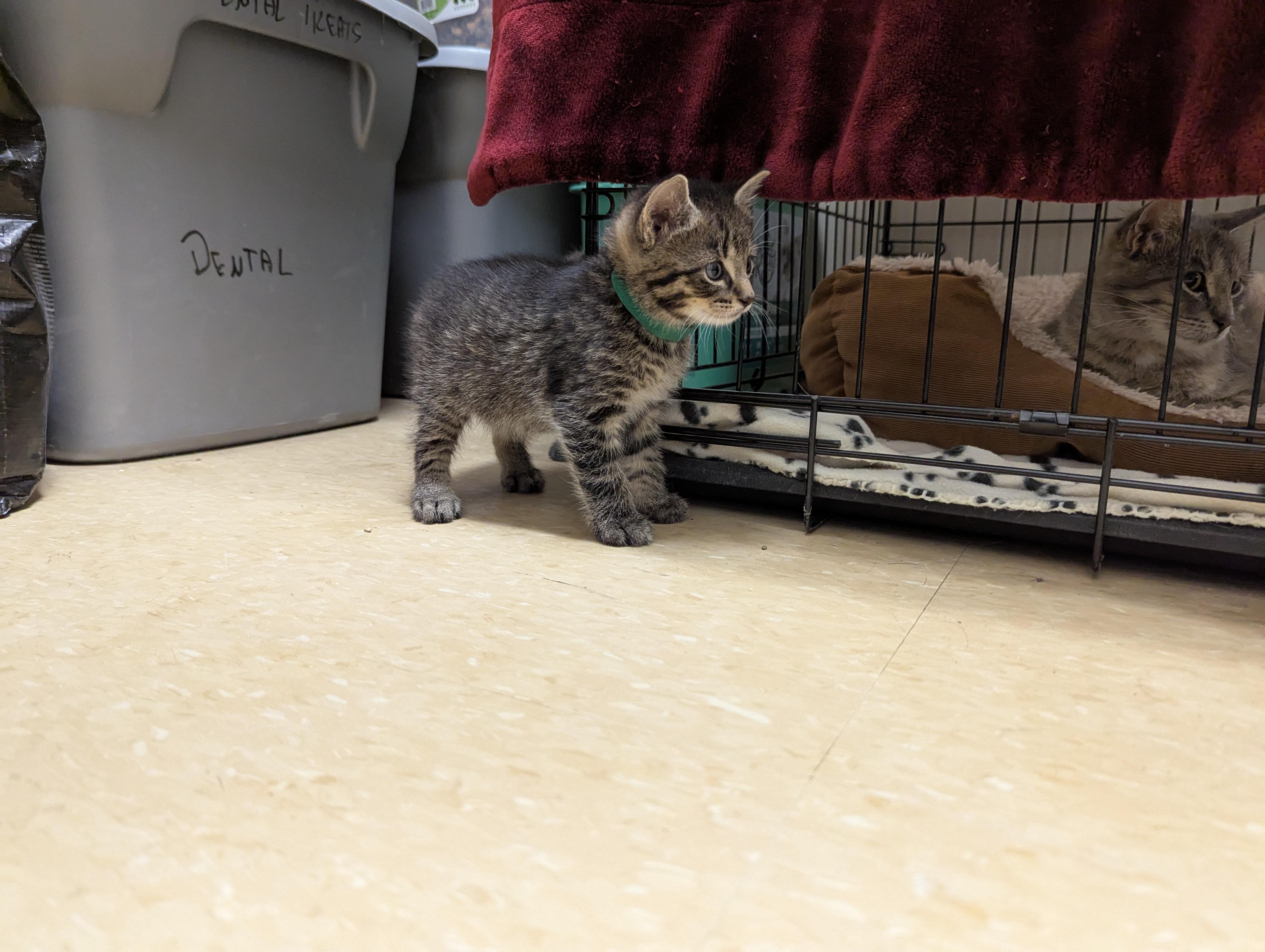 Tiger, an adoptable Domestic Short Hair in Morden, MB, R6M 1Y4 | Photo Image 1