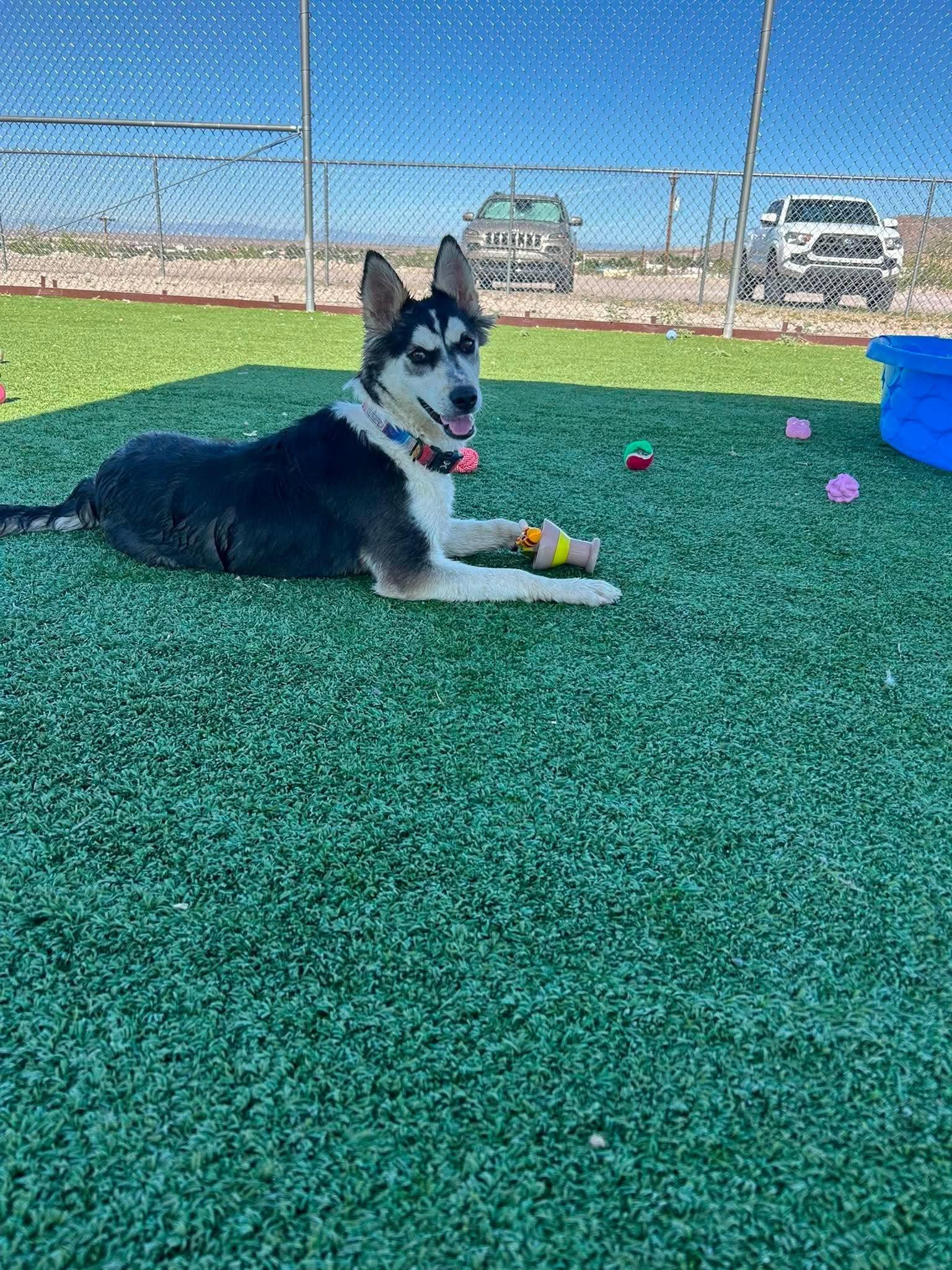 Marzanna, adopted, Young Female Husky.