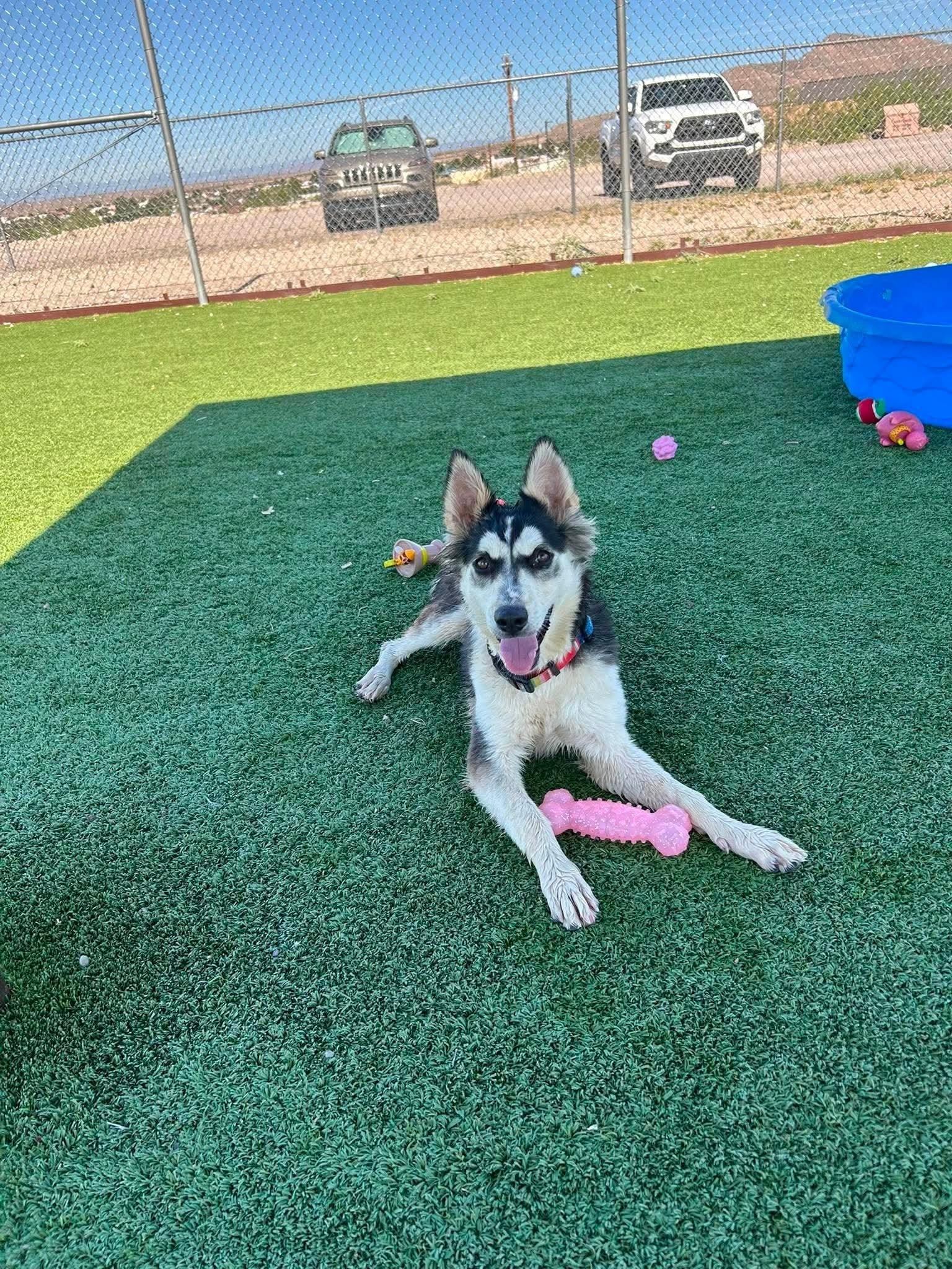 Marzanna, an adopted mixed breed in Truth or Consequences , NM image 6/6