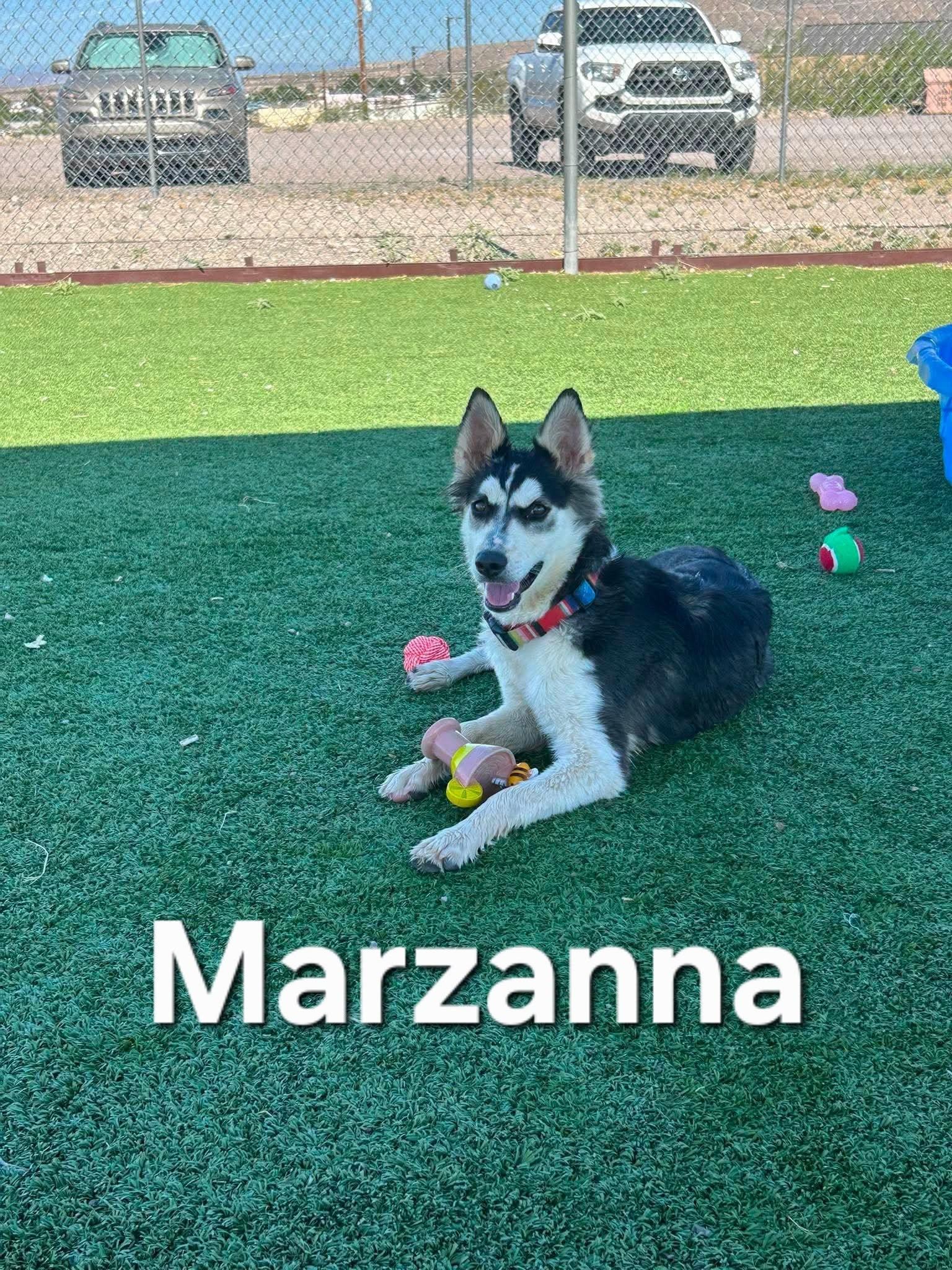 Marzanna, an adopted mixed breed in Truth or Consequences , NM image 2/6