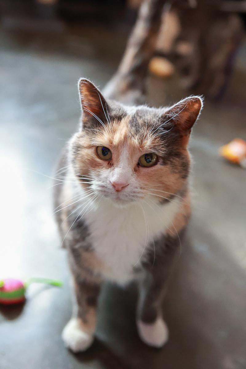 Enlarge Lyrica, a Adoptable Domestic Short Hair in Loogootee, IN image 1/4