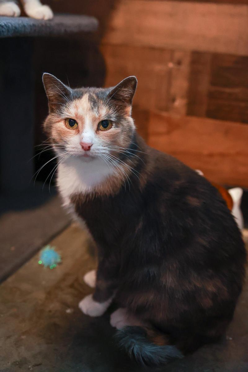 Lyrica, Adoptable, Adult Female Domestic Short Hair.