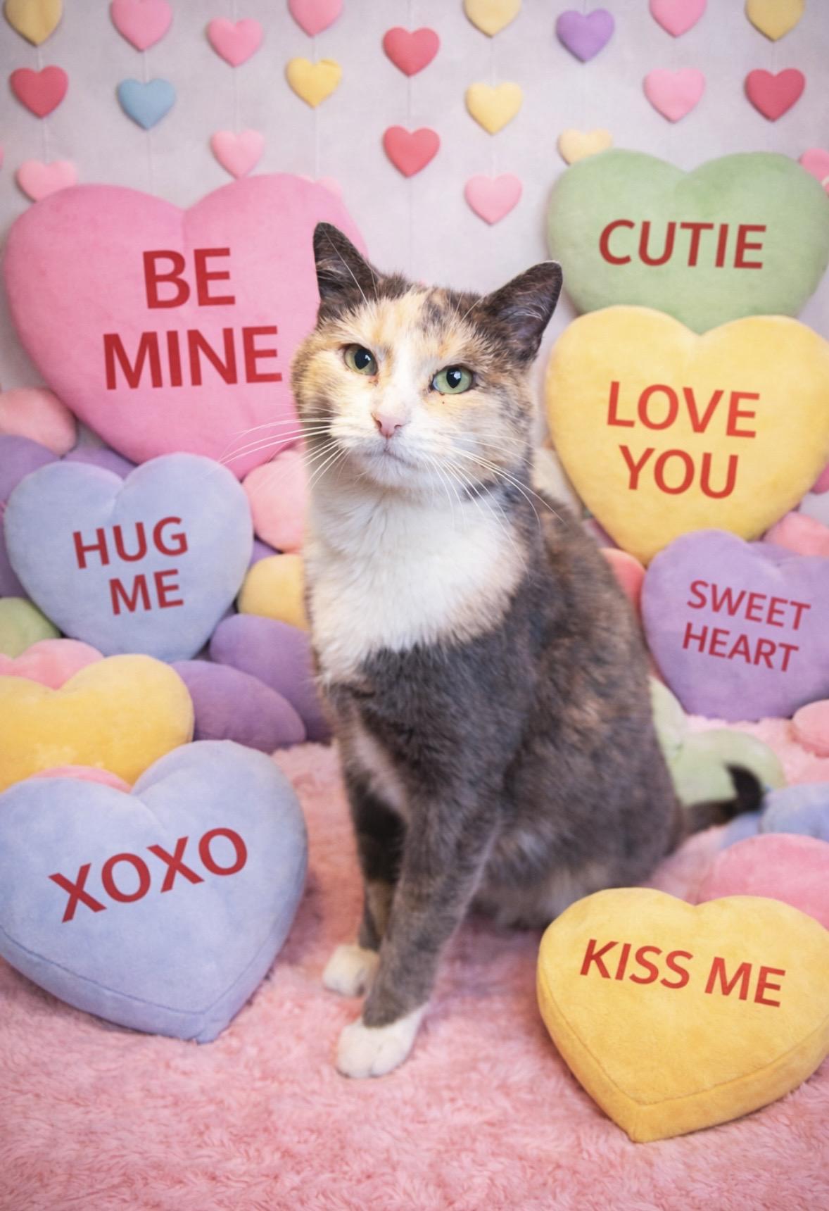 Lyrica, Adoptable, Adult Female Domestic Short Hair.