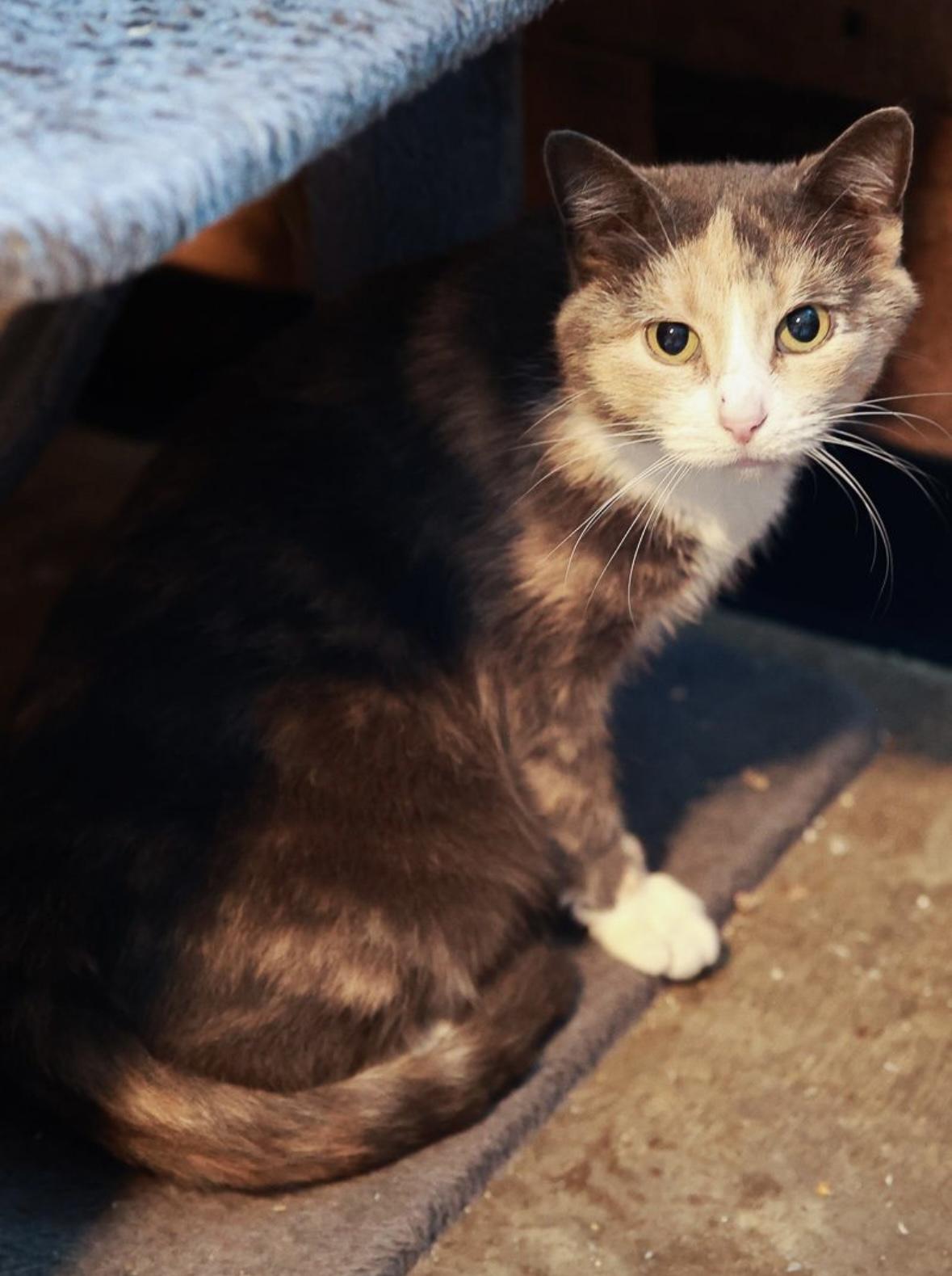 Enlarge Lyrica, a Adoptable Domestic Short Hair in Loogootee, IN image 2/3
