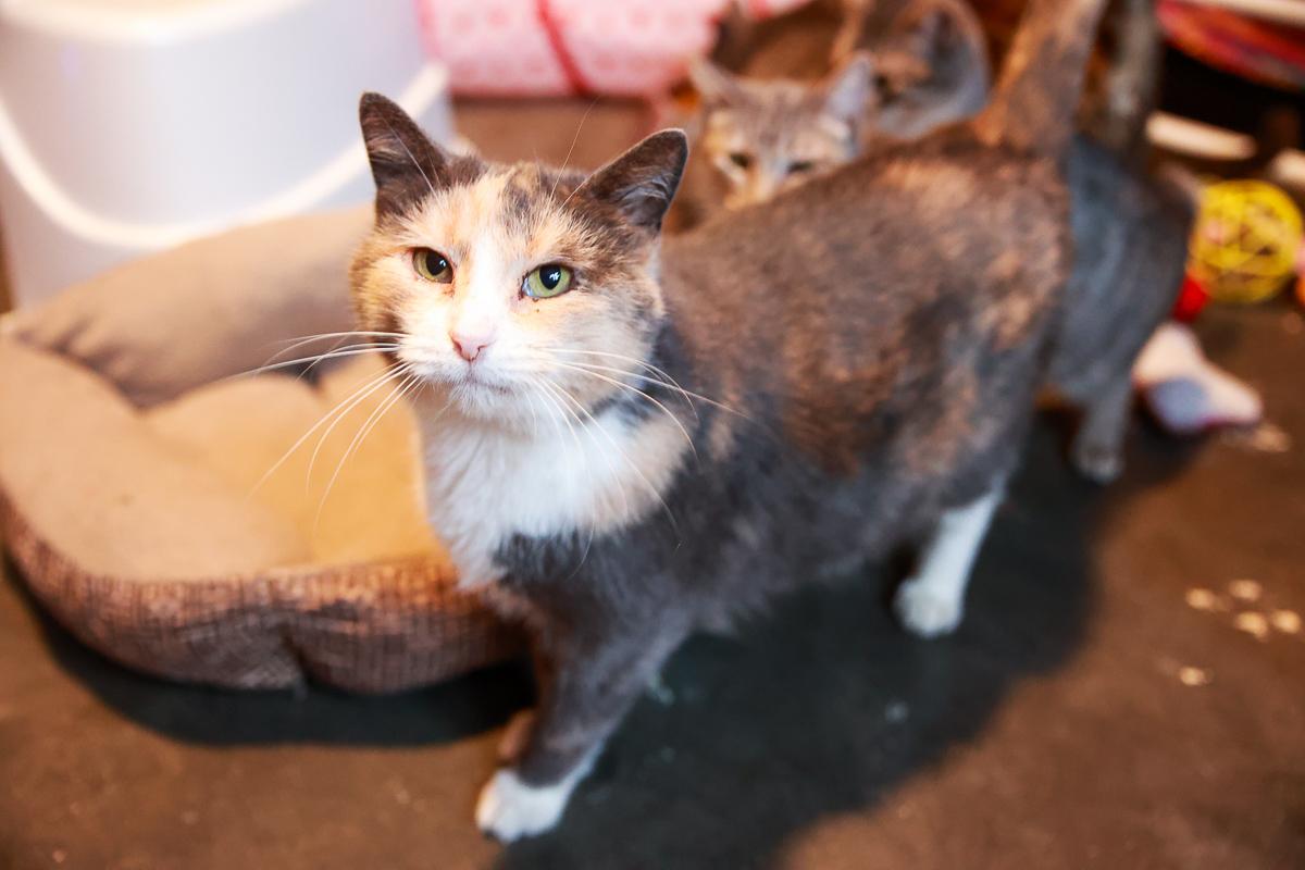 Enlarge Lyrica, a Adoptable Domestic Short Hair in Loogootee, IN image 3/3