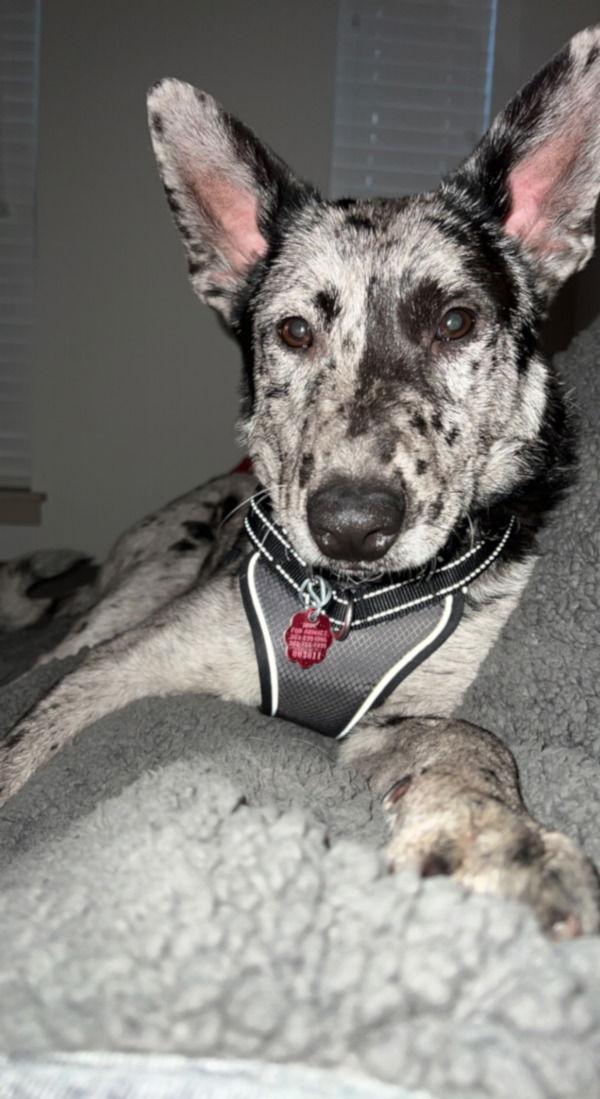 Enlarge Owen, a Adoptable Australian Cattle Dog / Blue Heeler in Georgetown, CO image 1/1