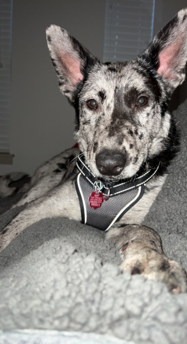 Owen, a Adoptable Australian Cattle Dog / Blue Heeler in Georgetown, CO image 3/4