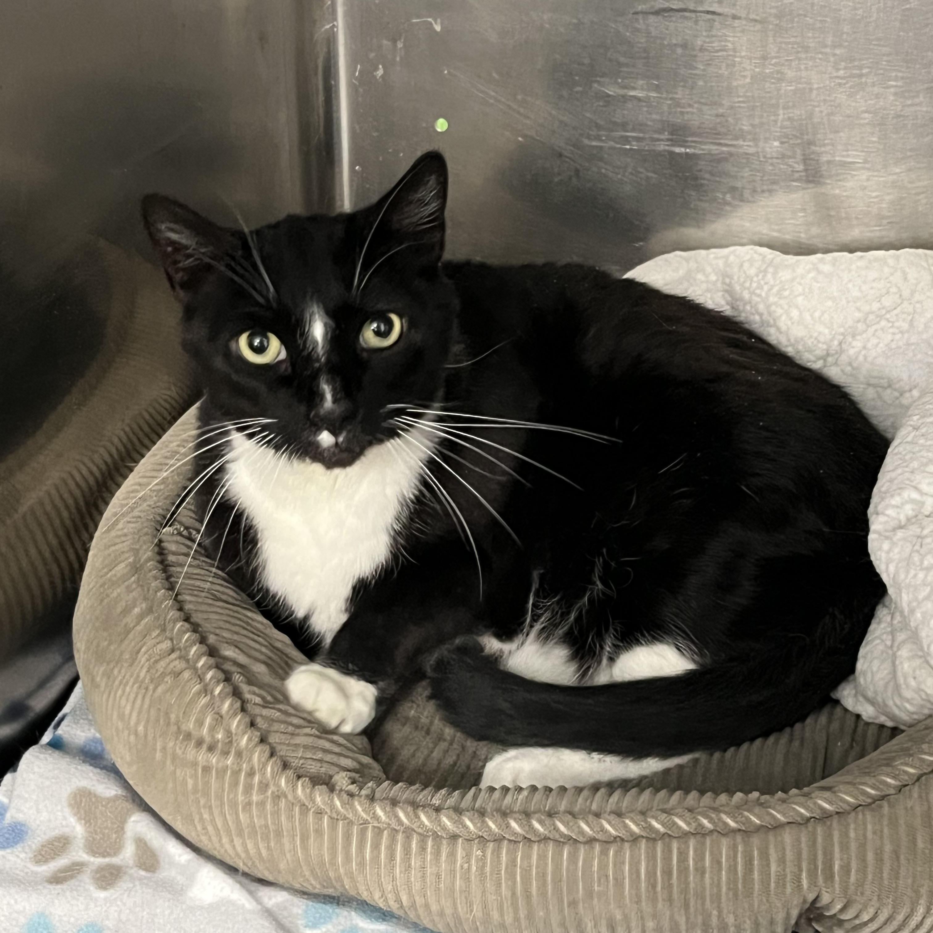 Enlarge Dylan, an adopted Tabby in Pompton Plains, NJ image 1/2